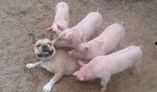 吃瓜猪娱乐新型道歉方式,新型道歉方式席卷娱乐圈