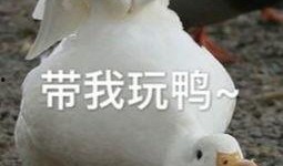 娱乐吃瓜酱鸭鸭视频大全,盘点热门视频大全