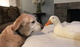 娱乐吃瓜酱鸭鸭视频大全,盘点热门视频大全