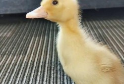 娱乐吃瓜酱鸭鸭视频大全,盘点热门视频大全