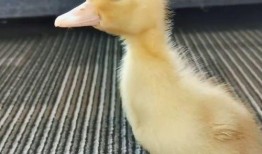 娱乐吃瓜酱鸭鸭视频大全,盘点热门视频大全