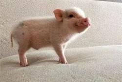 吃瓜猪娱乐新型道歉方式,新型道歉方式席卷娱乐圈