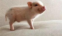 吃瓜猪娱乐新型道歉方式,新型道歉方式席卷娱乐圈