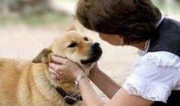 娱乐吃瓜养狗视频,娱乐吃瓜两不误，萌宠视频圈粉无数