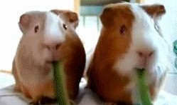 娱乐吃瓜酱鼠,揭秘娱乐圈那些不为人知的幕后故事