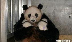 娱乐吃瓜酱功勋大熊猫,国宝传奇，熊猫界的明星风采