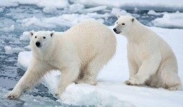 娱乐吃瓜酱北极熊,吃瓜酱视角下的极地风情