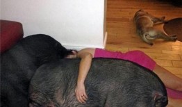 娱乐吃瓜酱女生统一逻辑,吃瓜酱女生们的统一逻辑与趣味解读