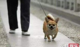 娱乐吃瓜养狗视频,娱乐吃瓜两不误，萌宠视频圈粉无数