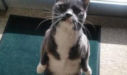 娱乐圈吃瓜猫咪是谁,揭秘网络红人的幕后故事