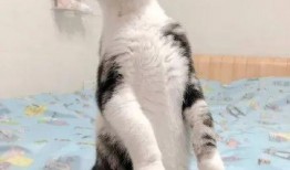 娱乐圈吃瓜猫咪是谁,揭秘网络红人的幕后故事